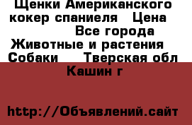 Щенки Американского кокер спаниеля › Цена ­ 15 000 - Все города Животные и растения » Собаки   . Тверская обл.,Кашин г.